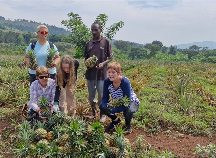 Team picking pineapples