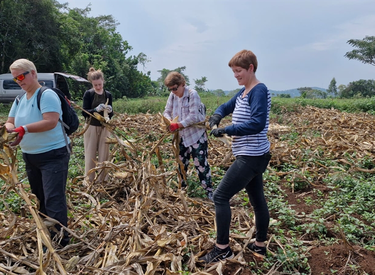 Team picking corn